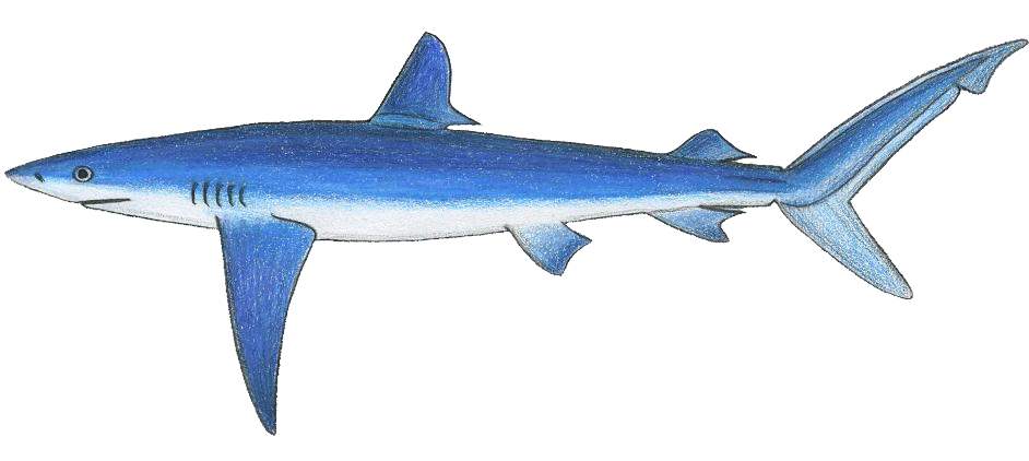 Un requin peau bleue dans le Golfe du Morbihan