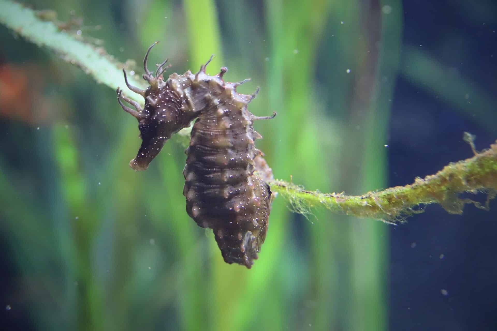 Découvrir La Faune Et Flore Du Golfe Du Morbihan En Bretagne Sud