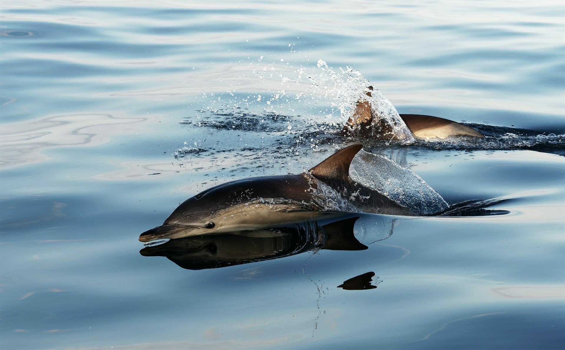 Faune Océan, une croisière unique à la découverte des dauphins