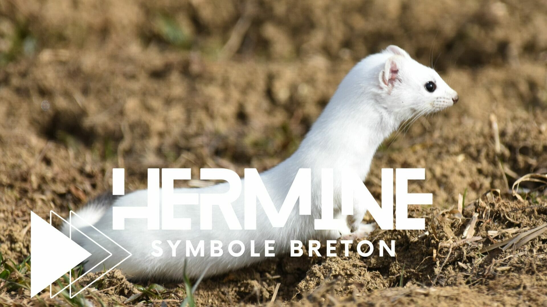 La voilà la Blanche Hermine, un symbole fort en Bretagne