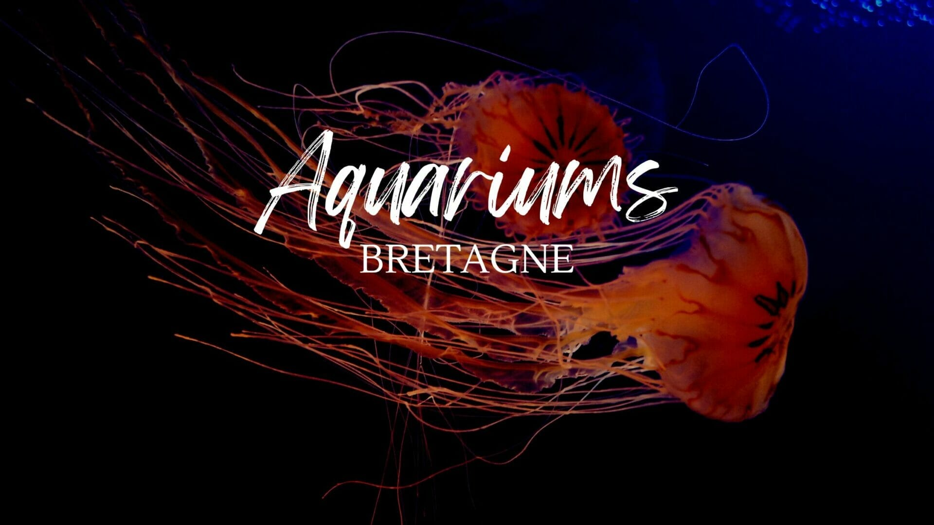 Les aquariums en Bretagne : quel aquarium visiter ?