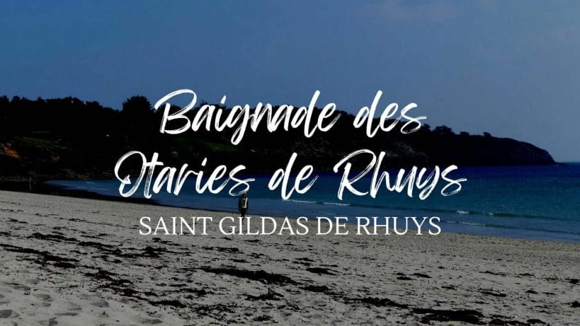 Baignade des Otaries de Rhuys, le 17 décembre à Saint Gildas de Rhuys (56)